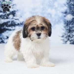 Abby, Teddy Bear Puppy